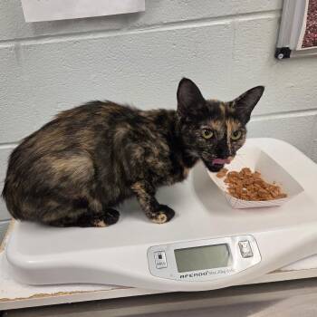Squiggs -  Domestic Short Hair Cat for Adoption in Chattanooga, Tennessee - Squiggs | PetCurious