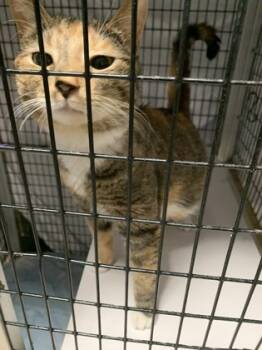 Rescue Domestic Short Hair Cats for Adoption - Violet | PetCurious