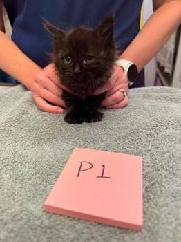 Breeze -  Domestic Medium Hair Cat for Adoption in Vancouver, Washington - Breeze | PetCurious