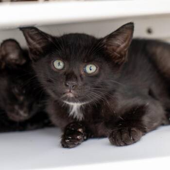 James -  Domestic Short Hair Cat for Adoption in New York, New York - James | PetCurious