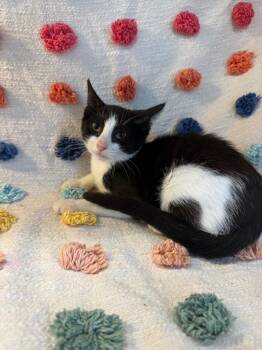 Irene Adler -  Domestic Short Hair Cat for Adoption in Denham Springs, Louisiana - Irene Adler | PetCurious