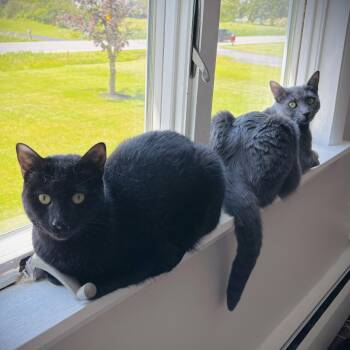 Allie & Ava -  Domestic Short Hair Cat for Adoption in Buffalo, New York - Allie & Ava | PetCurious