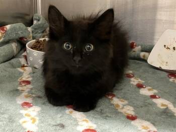 Domestic Medium Hair Cats Available for Adoption in Tustin, California - TRIXIE | PetCurious