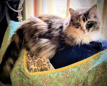 Dilute Calico Cats Available for Adoption in Buffalo, New York - Sally | PetCurious