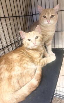 Domestic Short Hair Cats Available for Adoption - Percy | PetCurious