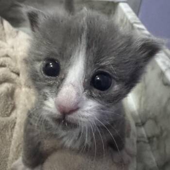 lilac -  Domestic Short Hair Cat for Adoption in Chattanooga, Tennessee - Lilac | PetCurious