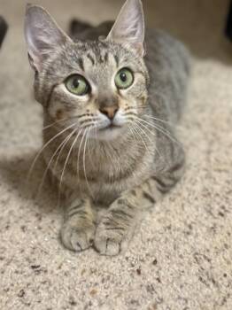 Poppy -  Domestic Short Hair Cat for Adoption in Magnolia, Texas - Poppy | PetCurious