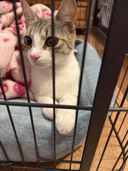 Shaylene -  Domestic Short Hair Cat for Adoption in Oviedo, Florida - Shaylene | PetCurious