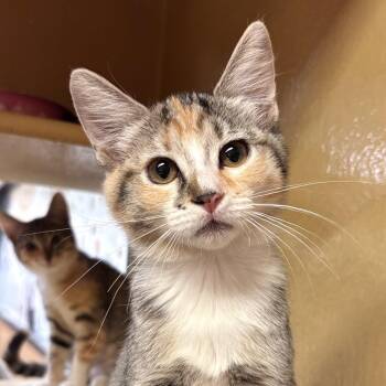 Snickers -  Domestic Short Hair Cat for Adoption in Sonora, California - Snickers | PetCurious