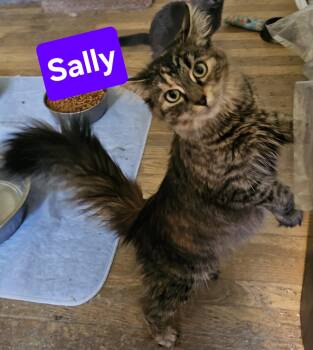 Rescue Domestic Medium Hair Cats for Adoption in Greensburg, Pennsylvania - Sally | PetCurious
