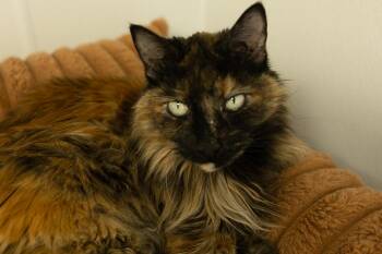 Kemah -  Tortoiseshell and Domestic Long Hair Cat for Adoption in Republic, Washington - Kemah | PetCurious