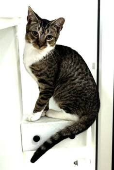 MACARONI -  Domestic Short Hair Cat for Adoption in Dedham, Massachusetts - MACARONI | PetCurious