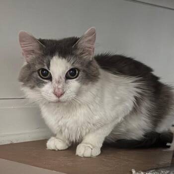 Spoon -  Domestic Medium Hair Cat for Adoption in Brownsboro, Alabama - Spoon | PetCurious