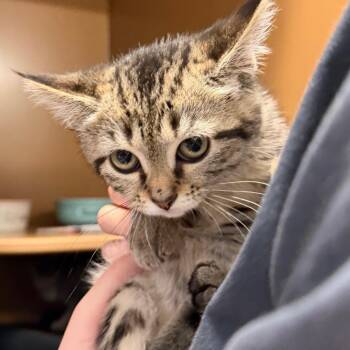 Peppa -  Domestic Short Hair Cat for Adoption in Middlebury, Vermont - Peppa | PetCurious