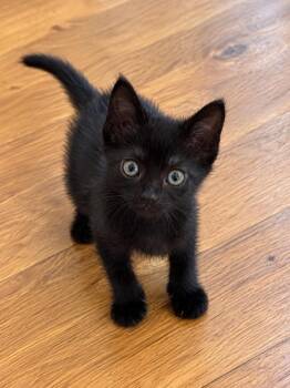 Whitney -  Bombay Cat for Adoption in San Antonio, Texas - Whitney | PetCurious