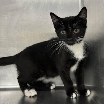 Ana -  Domestic Short Hair Cat for Adoption in Newark, New Jersey - Ana | PetCurious