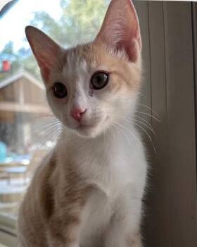 Melody -  Domestic Short Hair Cat for Adoption in Austin, Texas - Melody | PetCurious