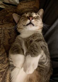 Rescue Tabby and Domestic Short Hair Cats for Adoption in Columbia, South Carolina - Elvis | PetCurious