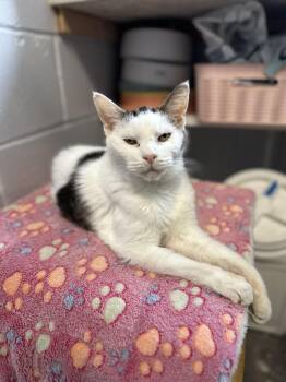 Rescue Domestic Short Hair Cats for Adoption in Elwood, New York - Opey | PetCurious
