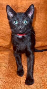 Rescue Domestic Short Hair Cats for Adoption in Millcreek, Utah - Gomez | PetCurious