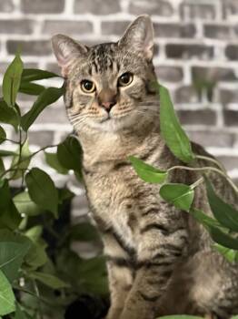 Domestic Short Hair Cats Available for Adoption - Dennis | PetCurious