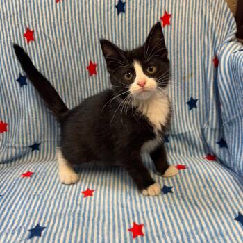 Dewey -  Domestic Medium Hair Cat Available for Adoption in Kittanning, Pennsylvania - Dewey | PetCurious