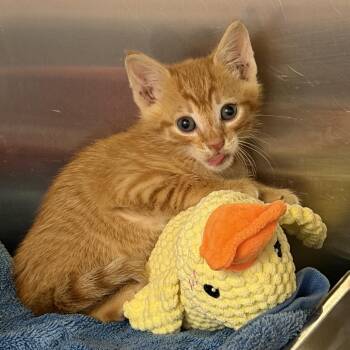 Darwin -  Domestic Short Hair Cat for Adoption in Wilmington, Delaware - Darwin | PetCurious