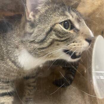 Cash -  Domestic Short Hair Cat for Adoption in Reno, Nevada - Cash | PetCurious