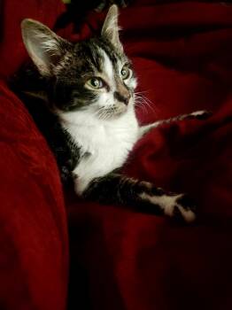 Rescue Domestic Short Hair Cats for Adoption in Richmond, Virginia - Cider | PetCurious