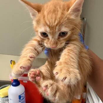 Meenie -  Domestic Short Hair Cat for Adoption in Columbus, Georgia - Meenie | PetCurious