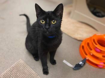 Domestic Short Hair Cats Available for Adoption in Fort Wayne, Indiana - JUNIOR | PetCurious