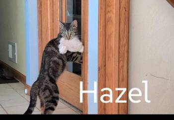 Domestic Short Hair Cats Available for Adoption in Battle Creek, Michigan - Hazel | PetCurious