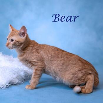 Bear C26-132 -  Domestic Short Hair Cat for Adoption in Lebanon, Tennessee - Bear C26-132 | PetCurious