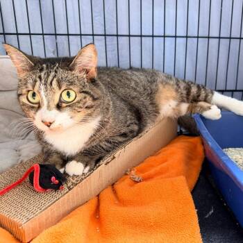 Loretta -  Domestic Short Hair Cat for Adoption in New York, New York - Loretta | PetCurious
