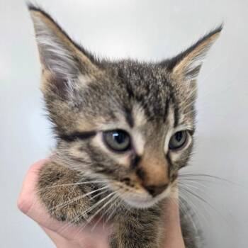 Tibby -  Domestic Short Hair Cat for Adoption in Sand Springs, Oklahoma - Tibby | PetCurious