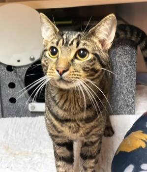 Spark Plug -  Domestic Short Hair Cat for Adoption in Nashville, Tennessee - Spark Plug | PetCurious