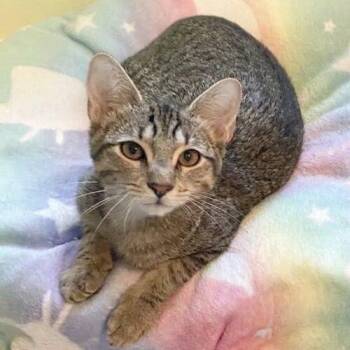 sugar -  Domestic Short Hair Cat for Adoption in Tampa, Florida - Sugar | PetCurious