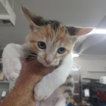 Rescue Domestic Short Hair Cats for Adoption in Hemet, California - Aspen | PetCurious