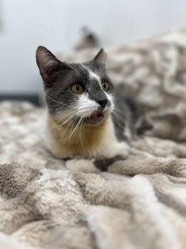 Domestic Short Hair Cats Available for Adoption - Bruno | PetCurious