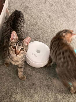 Rescue Domestic Short Hair Cats for Adoption in San Jose, California - Simba & Tiny (Courtesy Post) | PetCurious