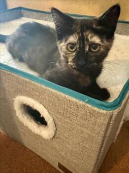 *TEMPRANILLO -  Domestic Short Hair Cat for Adoption in Woodland, California - *TEMPRANILLO | PetCurious