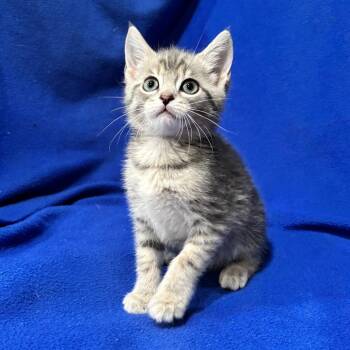 Domestic Short Hair Cats Available for Adoption in Smithville, Tennessee - Dash | PetCurious