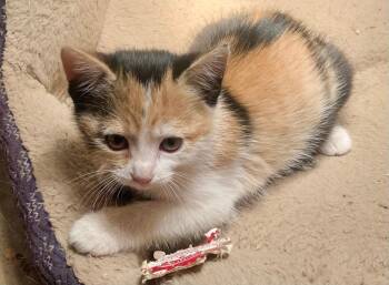 Rescue Calico Cats for Adoption in Gastonia, North Carolina - Princess | PetCurious