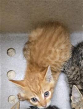 SNEAK -  Domestic Short Hair Cat for Adoption in Texas City, Texas - SNEAK | PetCurious