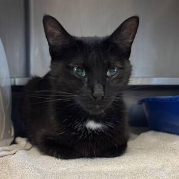 Portia -  Domestic Short Hair Cat for Adoption in Bristol, Indiana - Portia | PetCurious