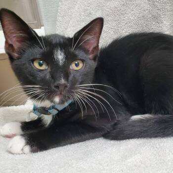 Hex -  Domestic Short Hair Cat for Adoption in Brea, California - Hex | PetCurious