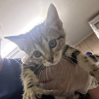 Adaine -  Domestic Short Hair Cat for Adoption in Leander, Texas - Adaine | PetCurious