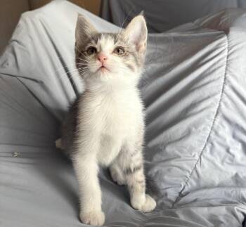 Rose -  Domestic Short Hair Cat for Adoption in Lancaster, California - Rose | PetCurious