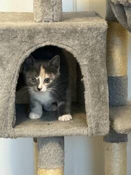Yelena -  Domestic Short Hair Cat for Adoption in Virginia Beach, Virginia - Yelena | PetCurious