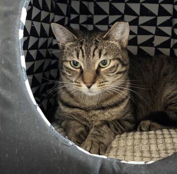 Rescue Domestic Short Hair Cats for Adoption in Philadelphia, Pennsylvania - Heather Haverford | PetCurious